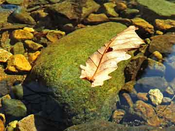 2004新澳门天天开好彩大全一,揭秘澳门彩票背后的秘密，犯罪与风险共存的世界——以澳门天天开好彩为例